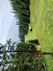 2025/1 - Golfclub Seefeld - Wildmoos
